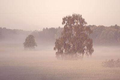 Trees on field against sky during sunset