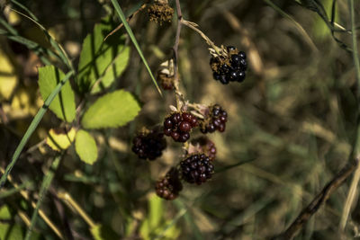 Close-up of berries growing on tree