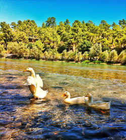 Swan floating on lake