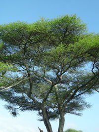 Low angle view of tree against sky