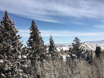 Trees on snow covered land against sky