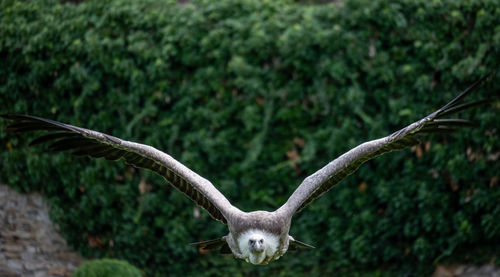 Close-up of bird flying against trees
