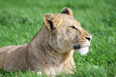 Close-up of lion