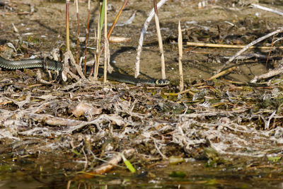Dry grass in a field
