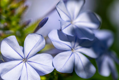 A collection of blooming blue flowers in a garden in marbella, spain