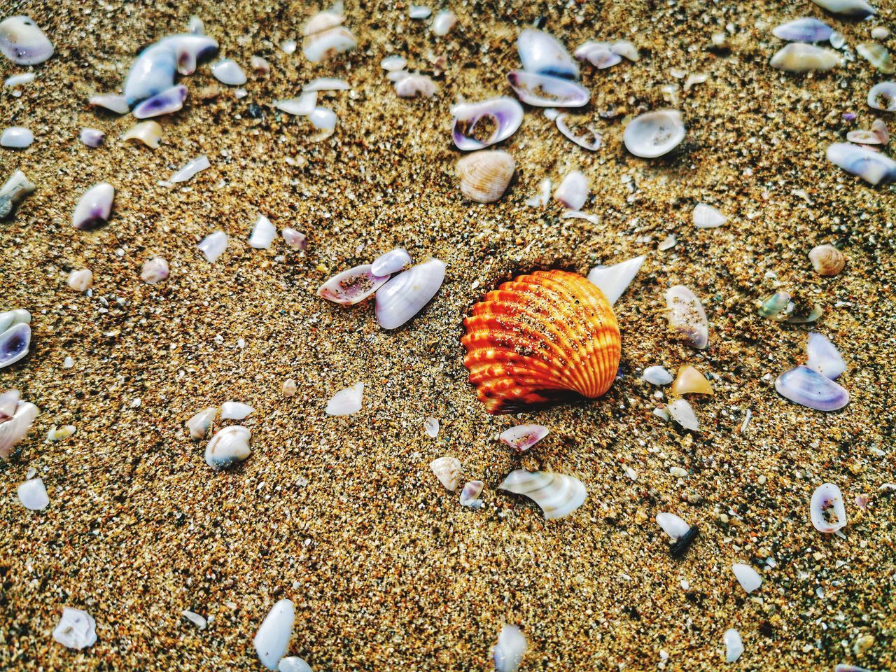 HIGH ANGLE VIEW OF SHELLS ON SHORE