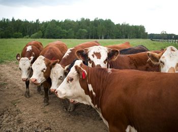 Cows on field