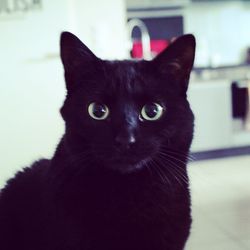Close-up portrait of cat