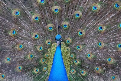 Close-up portrait of peacock