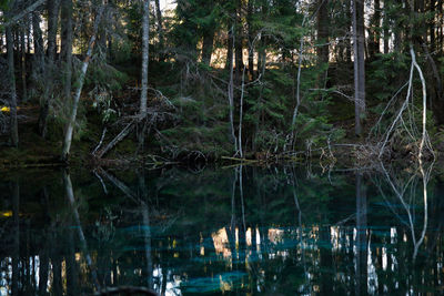 Scenic view of lake in forest