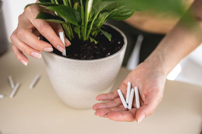 Cropped hand holding potted plant