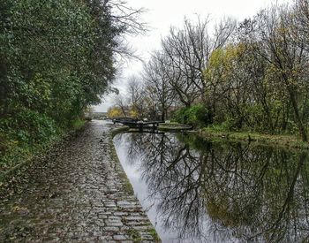 Reflection of trees in water