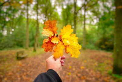 Cropped hand of autumn leaves in forest