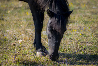 Horse grazing in a field