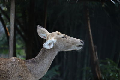 Closeup of a pretty young female dear grazing