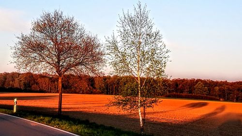 Bare trees on road against clear sky