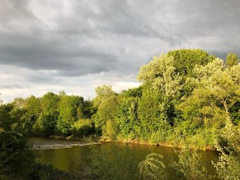 Plants by lake against sky