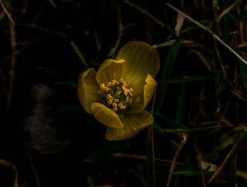 Close-up of flower blooming outdoors