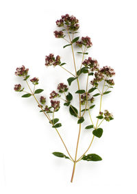 Close-up of flowering plant against white background