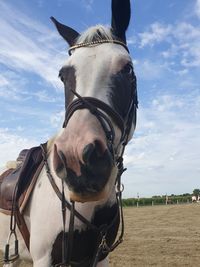 Horse in ranch against sky