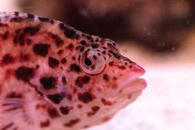 Close-up of turtle in aquarium