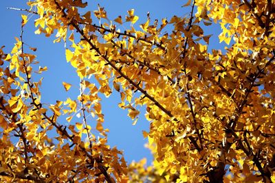 Low angle view of yellow maple leaves against sky