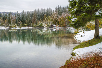 Scenic view of lake by trees during winter