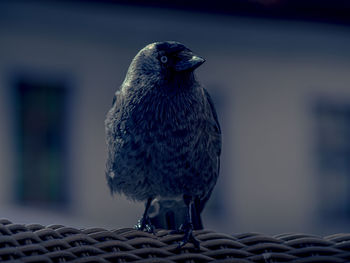 Close-up of bird perching