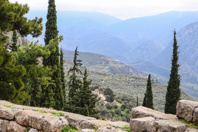 Panoramic view of pine trees and mountains against sky