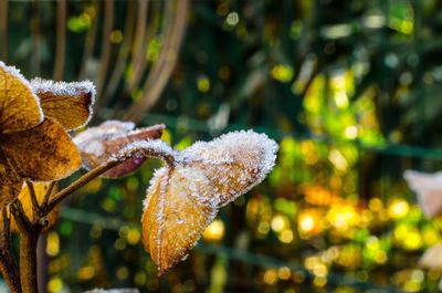 Close-up of frozen leaves during winter