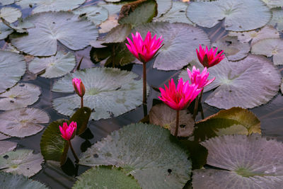 Close-up of pink lotus water lily in lake