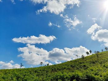 Low angle view of trees against sky