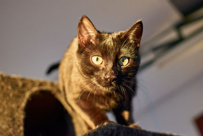 Close-up portrait of cat at home