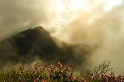 Scenic view of flowering plants on land against cloudy sky