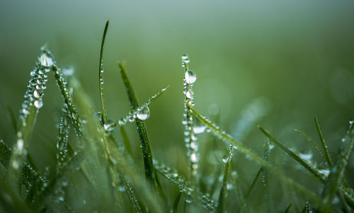 Close-up of wet grass