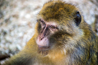 Close-up portrait of a monkey