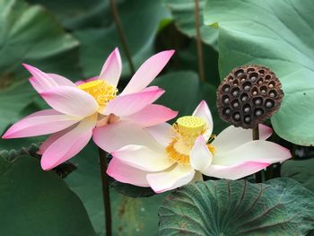 Close-up of pink flowers blooming outdoors