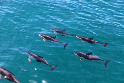 High angle view of dolphins swimming in sea