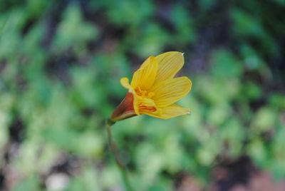 Close-up of yellow flower blooming outdoors