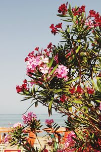 Close up of pink flowers