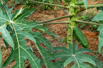 High angle view of vegetables on field