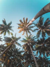 Low angle view of palm trees against sky