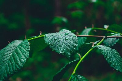 Close-up of wet plant leaves