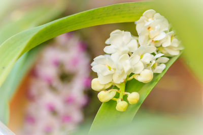 Close-up of flowers