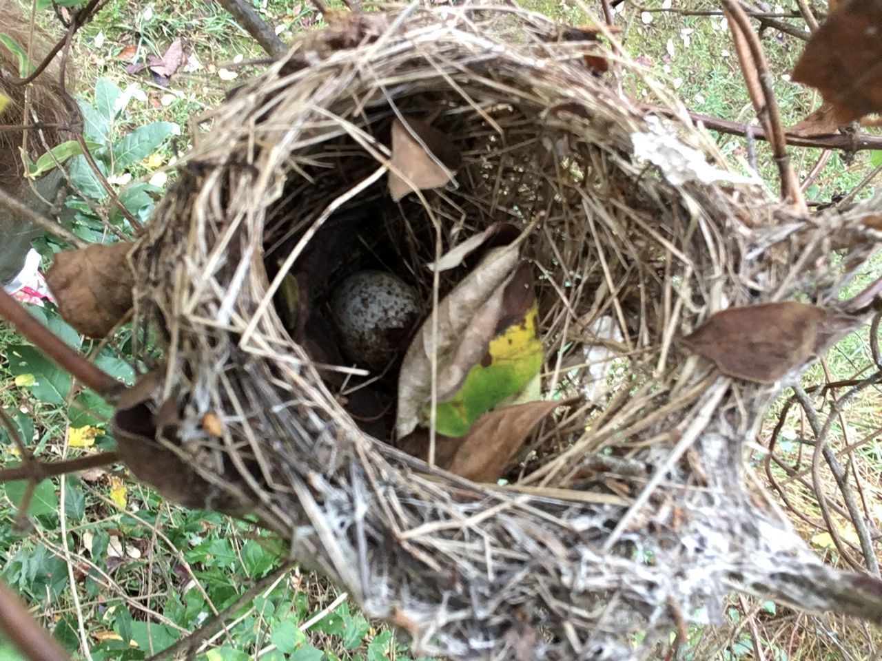 HIGH ANGLE VIEW OF BIRD NEST ON TREE