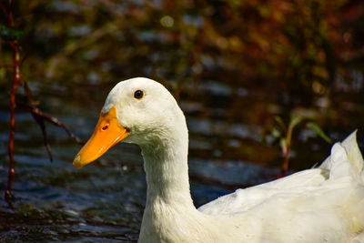 Close-up of a duck