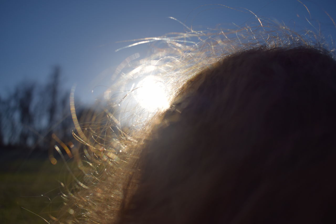 outdoors, nature, close-up, day, no people, sky