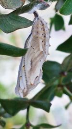 Close-up of butterfly perching on plant