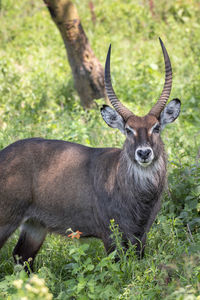 Portrait of deer standing in forest