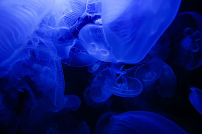 Close-up of jellyfish swimming in sea